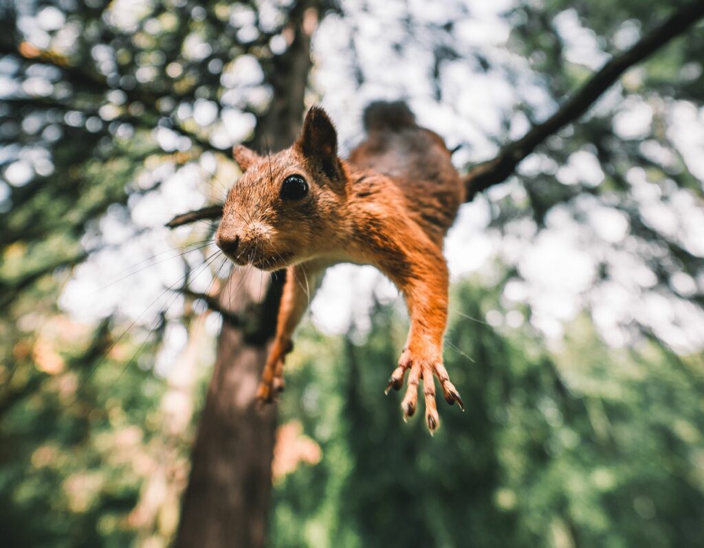 my town roofing memphis how to prevent roof damage caused rodents critters